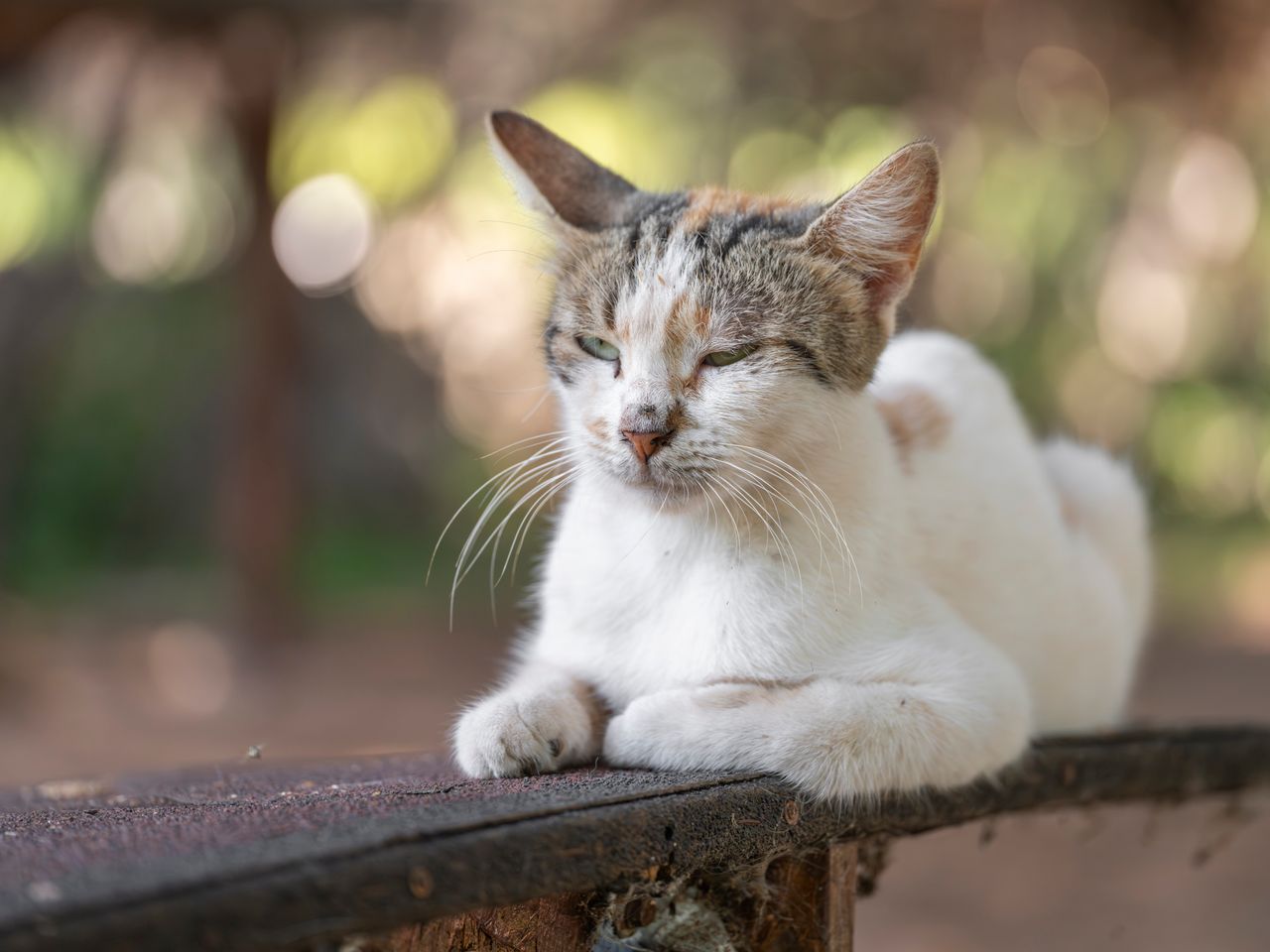 Older cat relaxing calmly in the sunlight