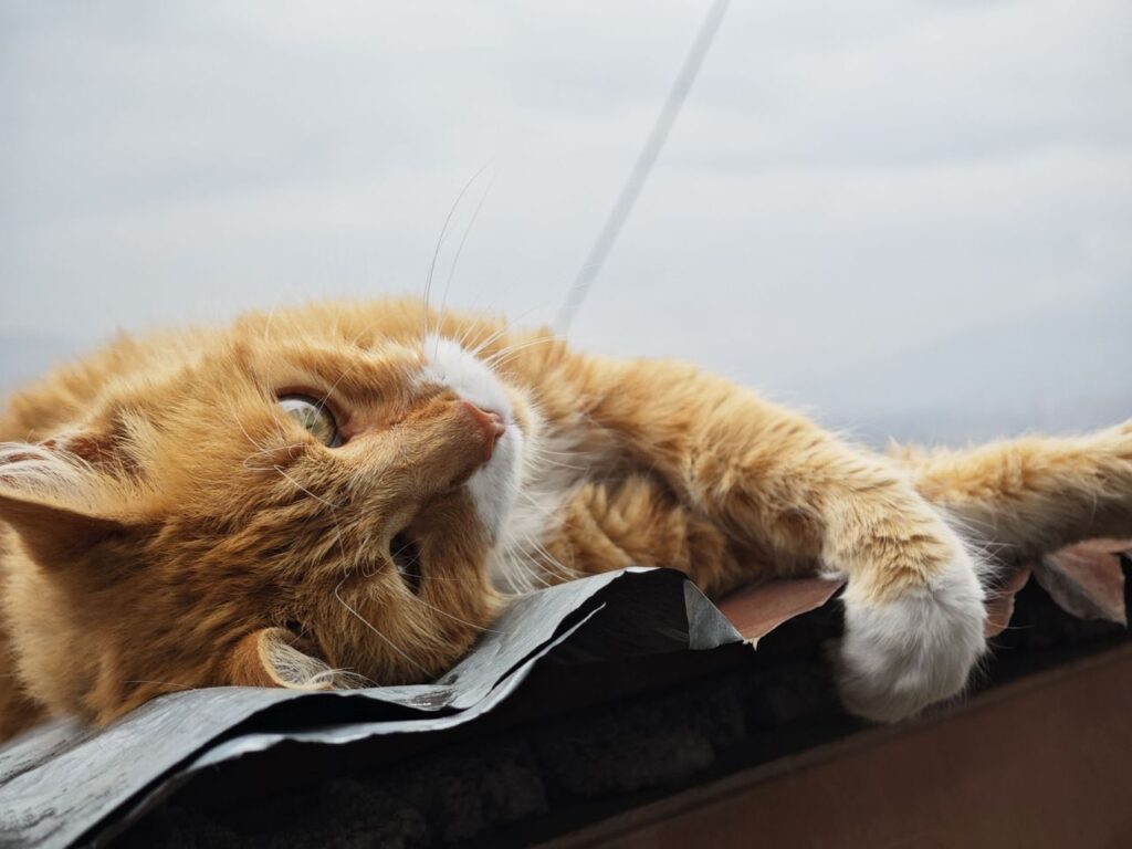 Senior cat resting, a life stage when kidney disease is more common