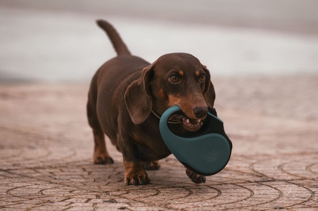 Adorable dachshund dog carrying its leash on a paved outdoor path.