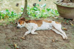 A dog comfortably resting under a tree in a serene garden setting, captured in natural light.